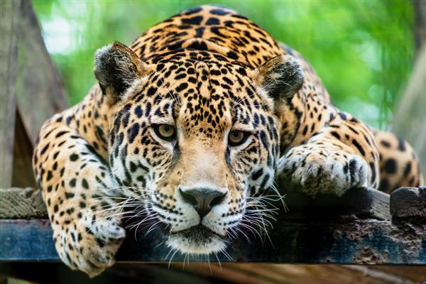 Go Jaguars! Go Jaguars!