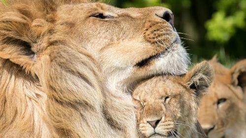 Lions Team 